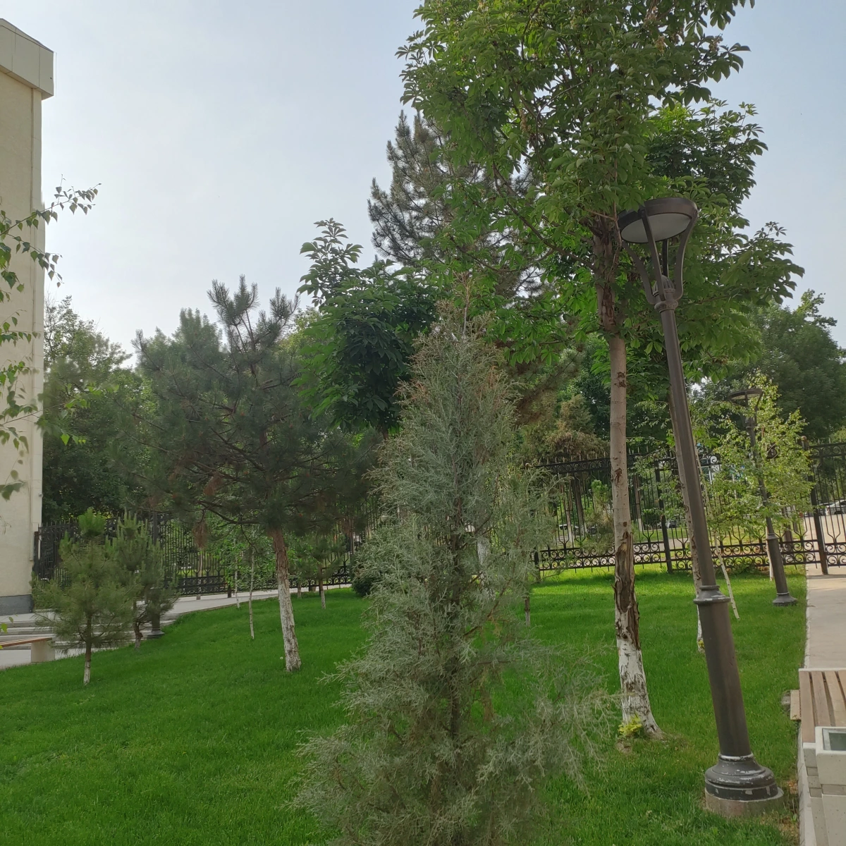 В саду общежития разные насаждения и газон - очень красиво