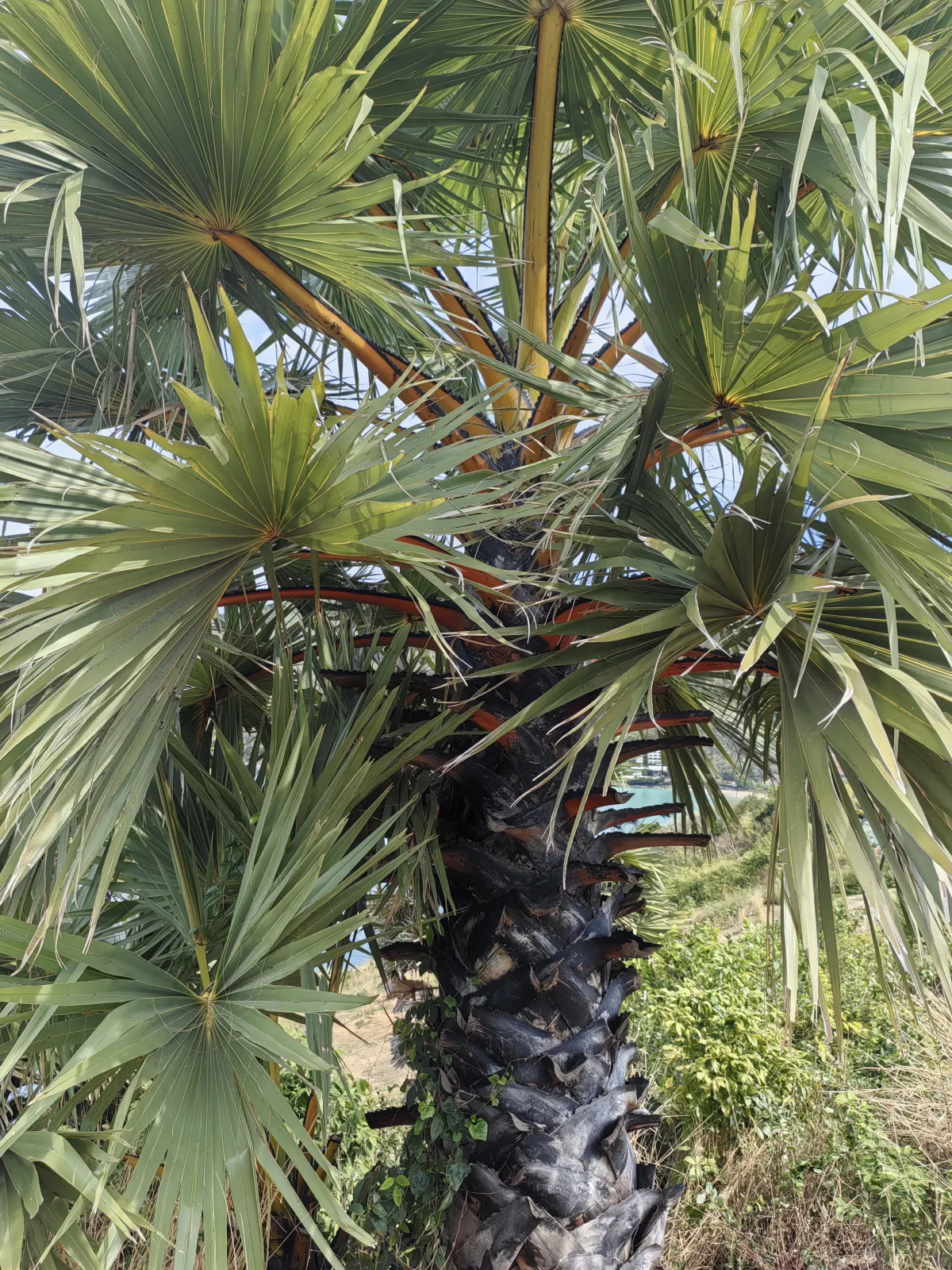 Сложно было пропустить такую красотку